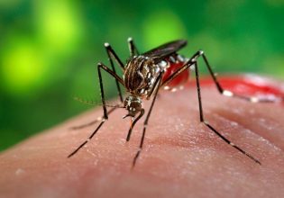 Δάγκειος πυρετός: Τα εντομοαπωθητικά εξαντλούνται στην Αργεντινή εν μέσω έξαρσης ρεκόρ