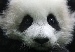 Κίνα: Συμφώνησε να στείλει δύο πάντα στο Σαν Ντιέγκο – Τι είναι «η διπλωματία των πάντα»