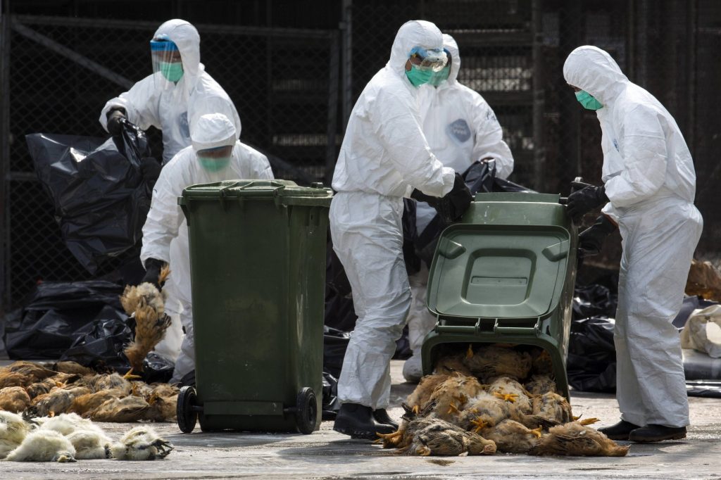 Γρίπη των πτηνών: Ευρωπαϊκή υπηρεσία προειδοποιεί για κίνδυνο πανδημίας