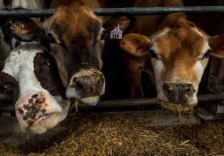 Γρίπη των πτηνών: Κρούσματα σε εκτροφεία αγελάδων στις ΗΠΑ και έναν εργαζόμενο