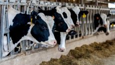 Γρίπη των πτηνών: Ίχνη ιού βρέθηκαν σε αγελαδινό γάλα στις ΗΠΑ