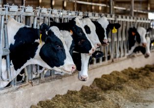 Γρίπη των πτηνών: Ίχνη ιού βρέθηκαν σε αγελαδινό γάλα στις ΗΠΑ