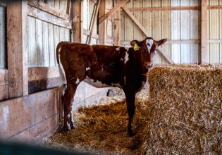 Γρίπη των πτηνών: Συναγερμός για την εξάπλωση σε εκτροφεία αγελάδων στις ΗΠΑ