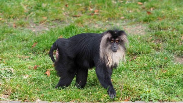 Γερμανία: Έκλεψαν σπάνιο μακάκο από ζωολογικό κήπο