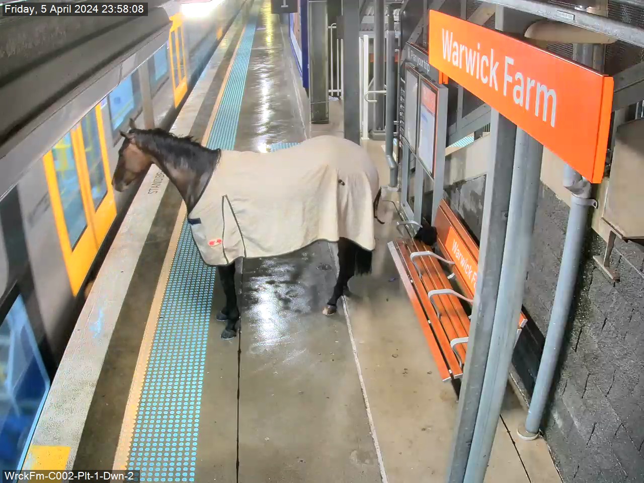 Αυστραλία: Άλογο μπήκε σε σιδηροδρομικό σταθμό και... περίμενε το τρένο