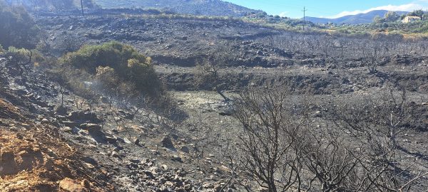 Λακωνία: Υπό μερικό έλεγχο τέθηκε η φωτιά στην περιοχή Άγιος Στέφανος στη Μονεμβασιά