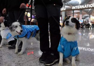 Το αεροδρόμιο που προσέλαβε σκύλους θεραπείας για τους αγχώδεις επιβάτες