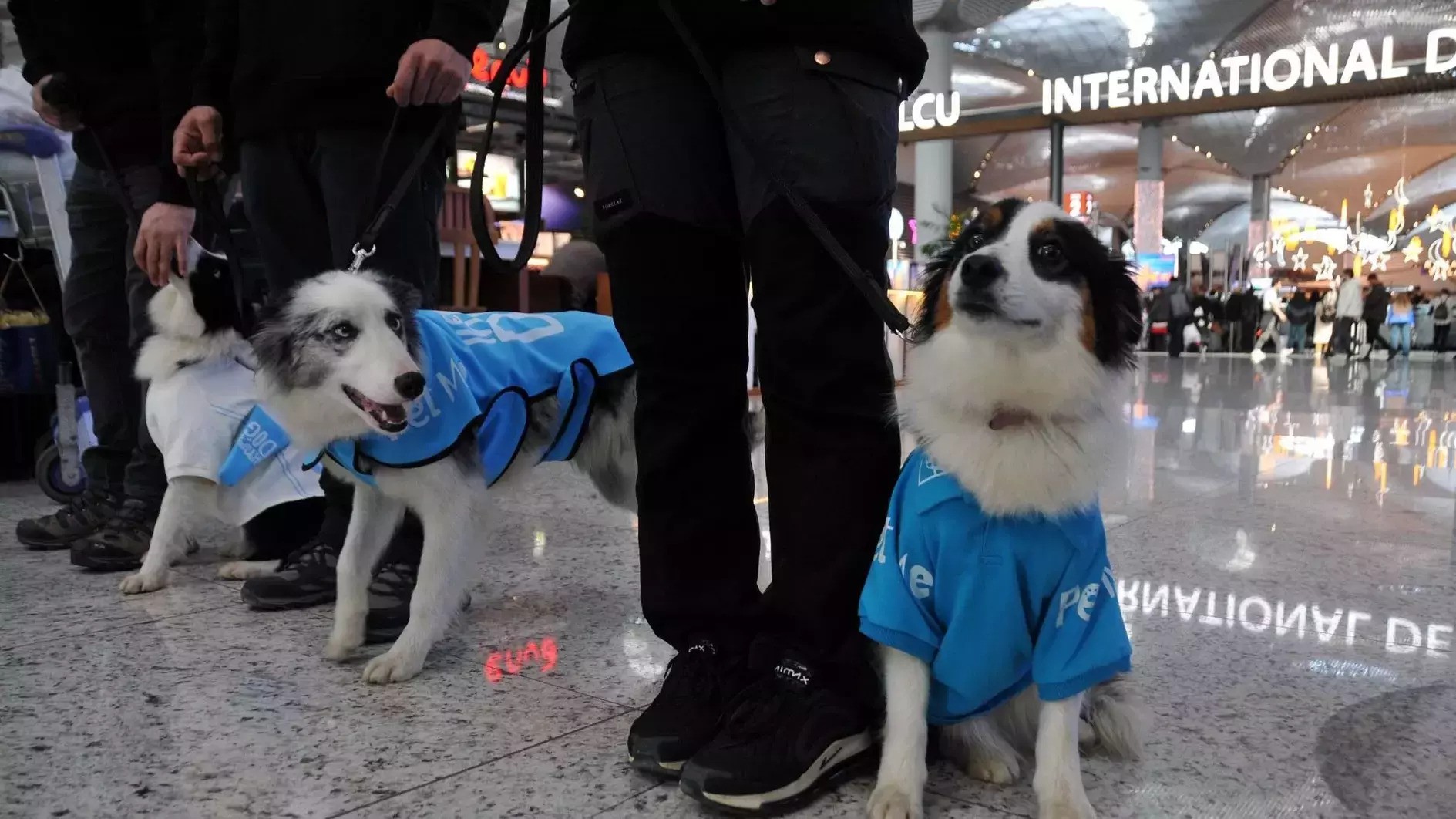 Το αεροδρόμιο που προσέλαβε σκύλους θεραπείας για τους αγχώδεις επιβάτες