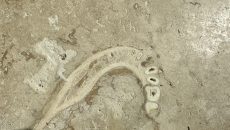 Ανθρώπινο απολίθωμα βρέθηκε σε πλακάκι δαπέδου