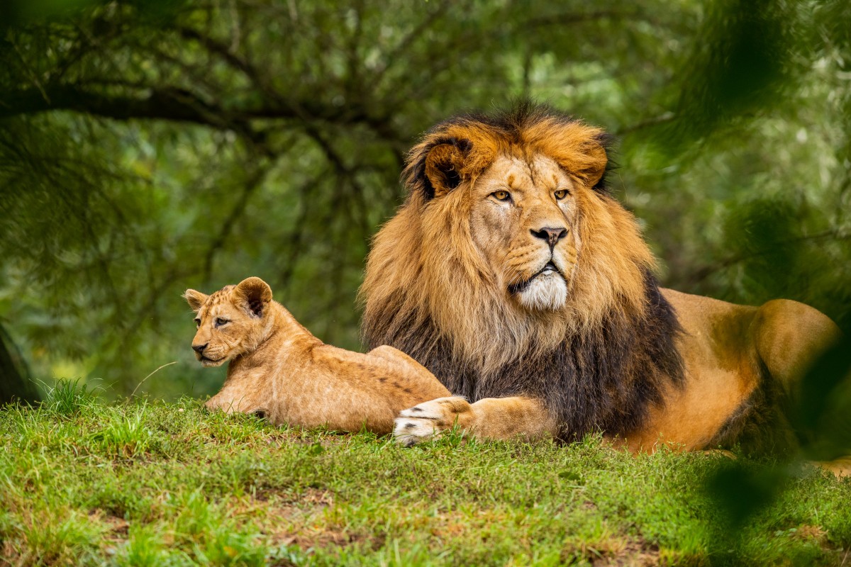 Σαφάρι: H Nότια Αφρική απαγορεύει την εκτροφή λιονταριών για κυνήγι