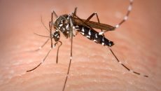 Κλιματική αλλαγή: Ασθένειες που μεταδίδονται από κουνούπια απειλούν την Ευρώπη