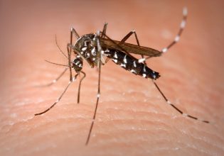Κλιματική αλλαγή: Ασθένειες που μεταδίδονται από κουνούπια απειλούν την Ευρώπη