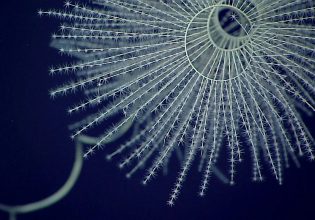 Όταν τα πρώτα ζώα που λάμπουν έριξαν φως στα σκοτάδια των ωκεανών