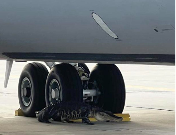 ΗΠΑ: Αλιγάτορας σταμάτησε τις πτήσεις σε αεροπορική βάση - Δείτε βίντεο