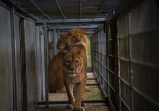 Αγγλία: H στιγμή που λέαινα επανενώνεται με τα μικρά της μετά τη διάσωση από τον πόλεμο στην Ουκρανία