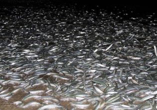 To ψάρι που προτιμά το σεξ στην παραλία