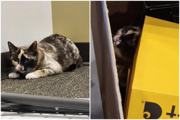 ΗΠΑ: Γάτα ταχυδρομήθηκε κατά λάθος στην Καλιφόρνια