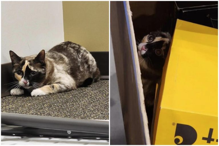 ΗΠΑ: Γάτα ταχυδρομήθηκε κατά λάθος στην Καλιφόρνια