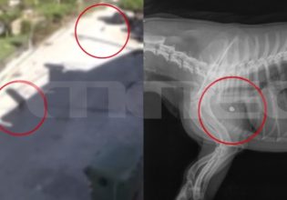 Πρέβεζα: Η στιγμή που σκύλος δέχεται σφαίρα κοντά στην καρδιά και σφαδάζει