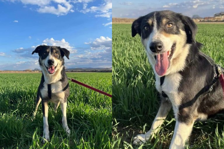 Η Ράικα χάθηκε πέρυσι στον Έβρο και βρέθηκε μετά από ένα χρόνο στη Βοσνία