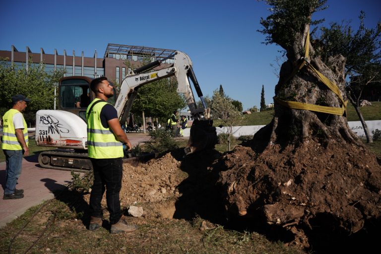 Μεταφύτευση δύο υπεραιωνόβιων ελιών στο πάρκο «Μίκης Θεοδωράκης»