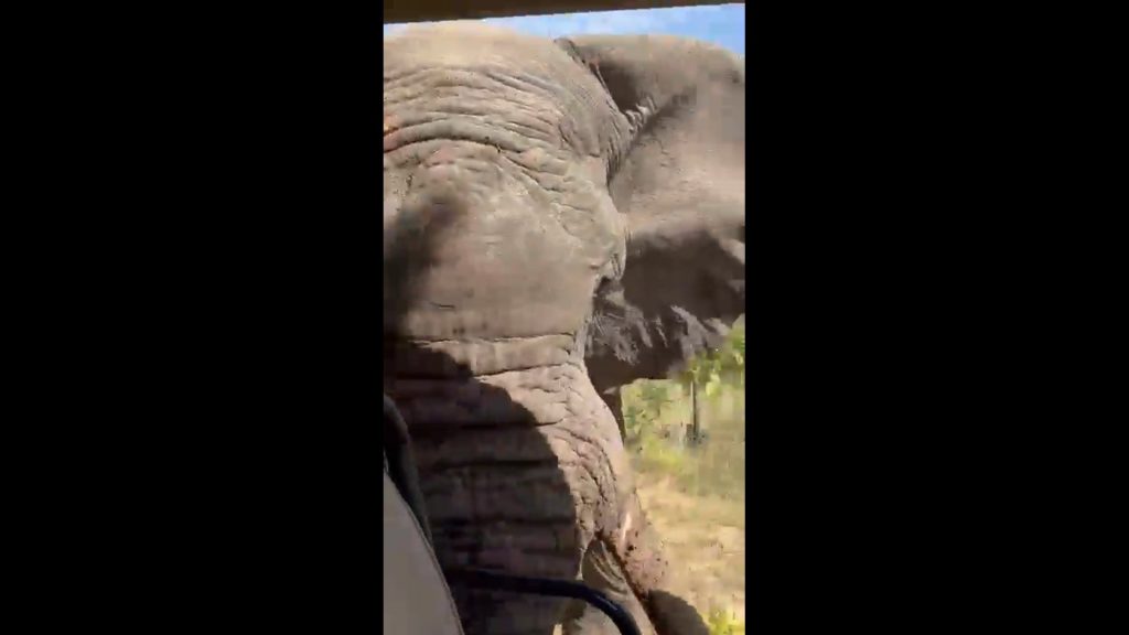 Eλέφαντας επιτίθεται σε τουρίστες και σκοτώνει τον έναν – Τρομακτικό βίντεο από τη Ζάμπια