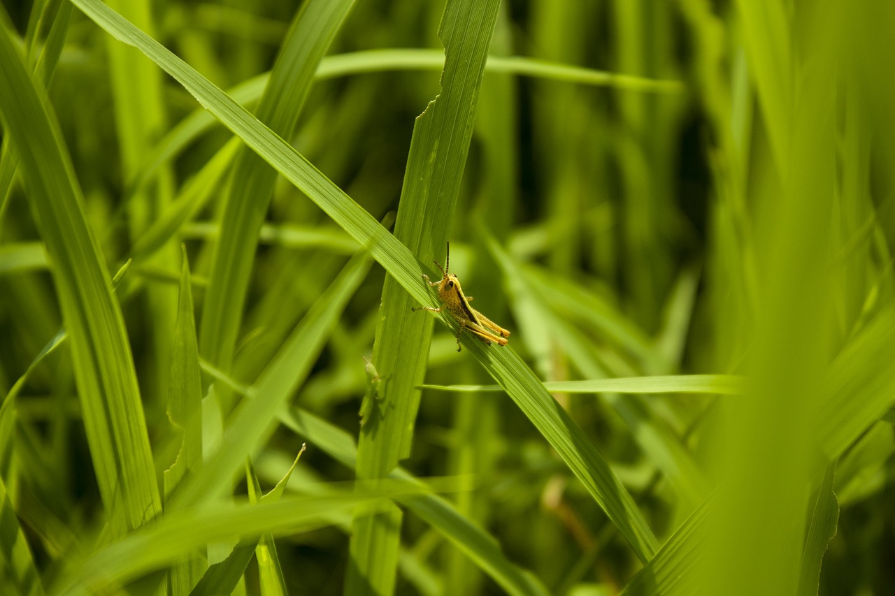 ΔΑΟΚ Αργολίδας: Πώς θα εντοπίσετε τις ακρίδες στις καλλιέργειες – Η αντιμετώπιση
