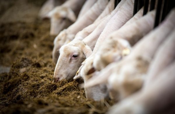 Το χρηματιστήριο του οβελία – Ποιοι κερδίζουν και ποιοι χάνουν