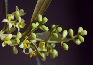 Ελιά: Με ταχείς ρυθμούς η πρόωρη ανθοφορία σε όλη τη Μεσόγειο