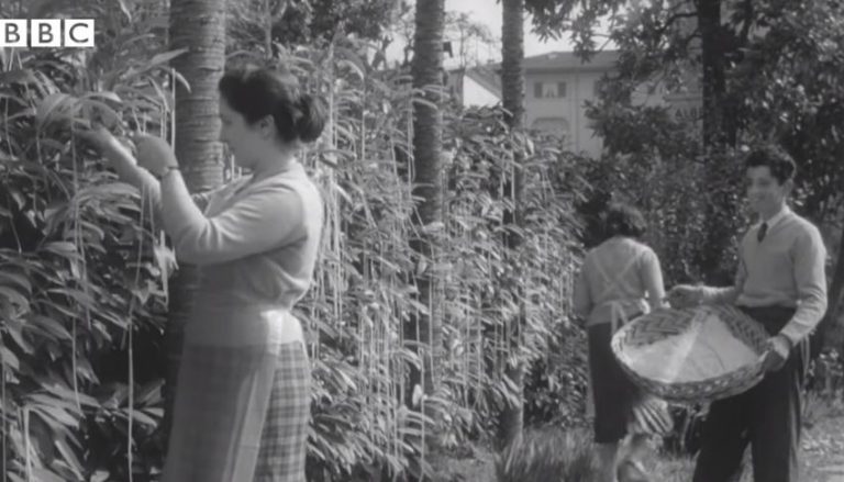 Πρωταπριλιά: Η συγκομιδή… σπαγγέτι – Η φάρσα του BBC