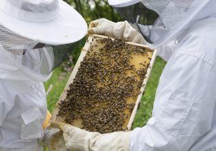 Μελισσοκομία: Σε λειτουργία η εφαρμογή για αιτήσεις σε 4 δράσεις