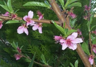 Πυρηνόκαρπα: Επεμβάσεις για εχθρούς και ασθένειες