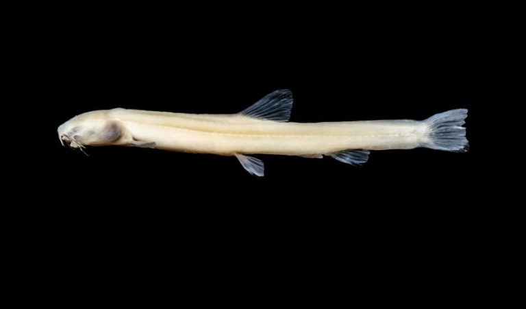 «Εξωγήινο» είδος ψαριού ανακαλύφθηκε στη νότια Κίνα