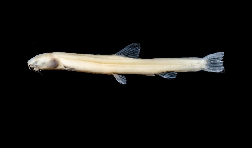 «Εξωγήινο» είδος ψαριού ανακαλύφθηκε στη νότια Κίνα