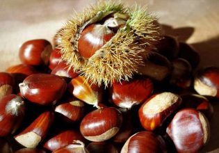 ΑΣ Ζαγοράς: Σε διαβούλευση ο φάκελος κατοχύρωσης ΠΟΠ στα κάστανα Πηλίου