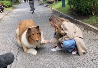 Ιαπωνία: Ο άνθρωπος-κόλεϊ ξαναχτυπά με νέο βίντεο εναντίον Ακίτα