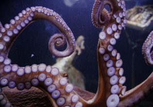 Αγόρασαν χταπόδι για κατοικίδιο και τους… γέμισε με μωρά