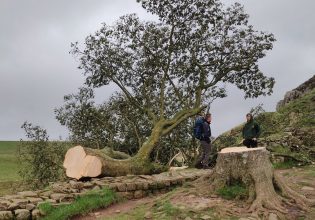 Βρετανία: Δίωξη σε βάρος δύο ατόμων για την κοπή δέντρου του «Ρομπέν των Δασών»
