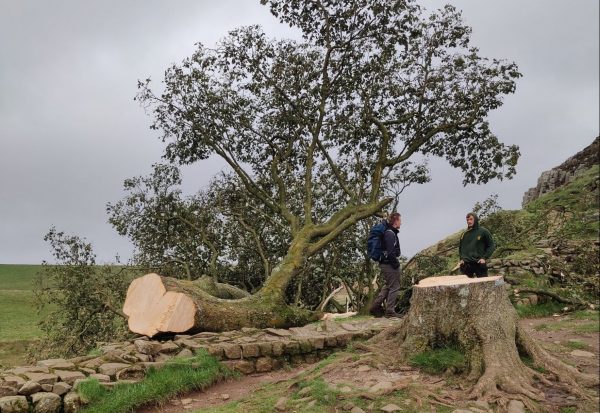 Βρετανία: Δίωξη σε βάρος δύο ατόμων για την κοπή δέντρου του «Ρομπέν των Δασών»