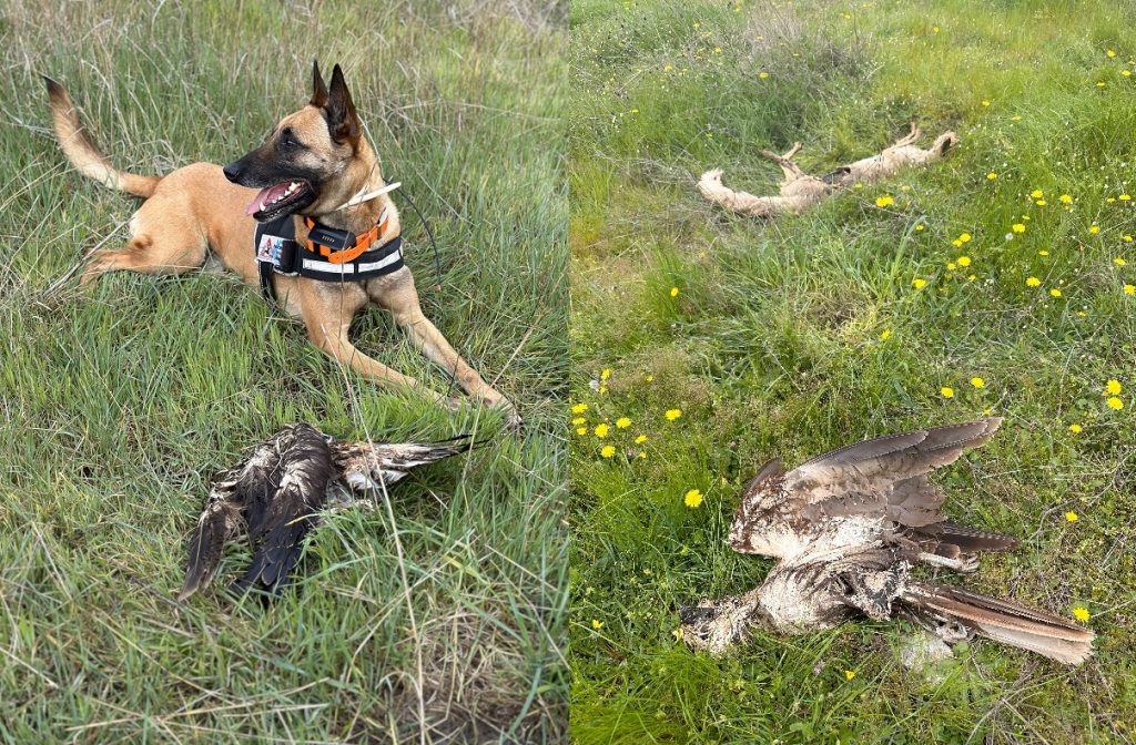 Έβρος: Μαζική δηλητηρίαση προστατευόμενων ειδών – Νεκρά 47 ζώα