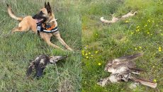 Έβρος: Μαζική δηλητηρίαση προστατευόμενων ειδών – Νεκρά 47 ζώα