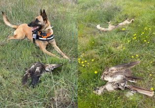 Έβρος: Μαζική δηλητηρίαση προστατευόμενων ειδών – Νεκρά 47 ζώα