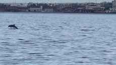 Θεσσαλονίκη: Πρωινή επίσκεψη από δελφίνια στον Θερμαϊκό