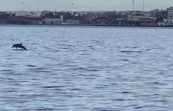 Θεσσαλονίκη: Πρωινή επίσκεψη από δελφίνια στον Θερμαϊκό
