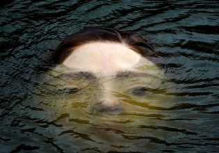 Το ταξί, το περιπολικό, το κράτος και ο πολίτης