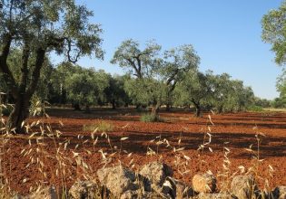 Ελιά: Πώς εξελίσσεται η νέα βλάστηση – Επεμβάσεις για εντομολογικούς εχθρούς