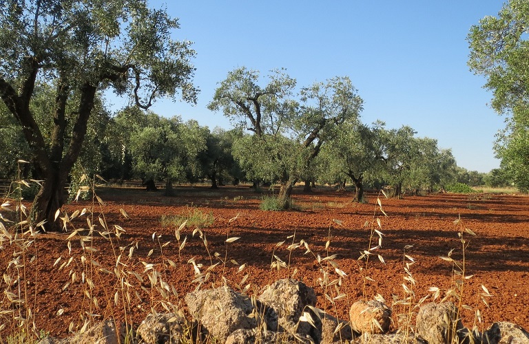 Ελιά: Πώς εξελίσσεται η νέα βλάστηση - Επεμβάσεις για εντομολογικούς εχθρούς