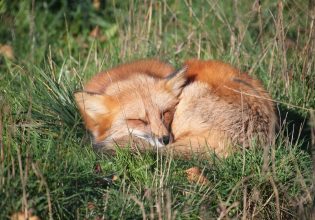 Αργεντινή: Το αγαπημένο κατοικίδιο του ανθρώπου ήταν η αλεπού – Τι δείχνει νέα μελέτη