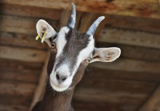 Υιοθετήστε μια κατσίκα! – Νησί της Ιταλίας χαρίζει τα ζώα που είναι περισσότερα από τους κατοίκους του
