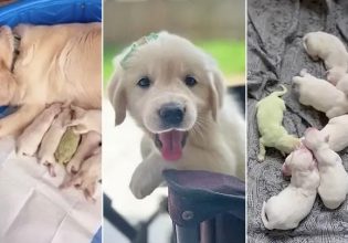 Φλόριντα: Κουτάβι που γεννήθηκε με πράσινη γούνα και ονομάστηκε «Shamrock» γίνεται viral